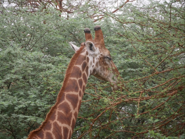 Girafes et zèbres dans la savane de la réserve de Bandia
