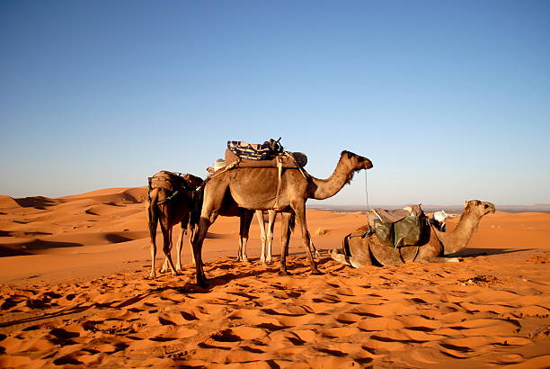Caravane de dromadaires dans les dunes du désert de Lompoul